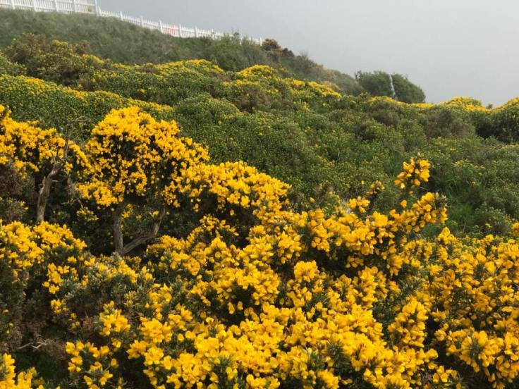 31960395_1911648342202502_3236878755188178944_n